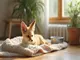 animal-de-compagnie-fennec-soins-habitat-et-conseils-pour-debutants