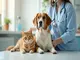 animal-health-definition-tout-ce-que-vous-devez-savoir-sur-la-sante-animale