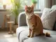 assurance-animal-chat-tout-ce-que-vous-devez-savoir
