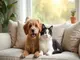 assurance-animaux-kozoo-ce-qu-il-faut-savoir-sur-l-assurance-animaux-kozoo-avant-de-souscrire