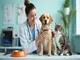 assurance-animaux-maaf-tout-ce-que-vous-devez-savoir