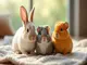assurances-pour-animaux-nac-guide-complet-pour-bien-proteger-vos-compagnons