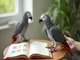 astuces-pour-apprendre-a-un-perroquet-gris-du-gabon-qui-parle-de-nouveaux-mots
