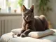 chat-bounty-astuces-pour-prendre-soin-d-un-chat-aussi-doux-que-chocolat