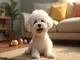chien-bichon-tout-savoir-sur-cette-boule-de-poils-attachante