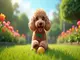 chien-caniche-conseils-d-education-et-d-entretien