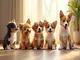 chien-kawaii-les-races-les-plus-craquantes