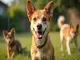 chien-ultra-moche-et-si-la-beaute-etait-dans-la-difference