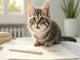 comment-creer-un-chat-facile-a-dessiner-en-quelques-etapes
