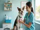 comment-devenir-auxiliaire-sante-animale-guide-de-la-formation