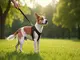 guide-complet-sur-lutilisation-dune-laisse-chien-bandoulire-confort-et-praticite