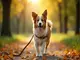 laisse-licol-chien-un-outil-pratique-pour-des-promenades-en-toute-serenite