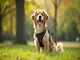 laisse-pour-chien-adaptee-au-tour-de-taille-comment-bien-la-choisir