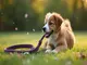 laisse-pour-chien-harry-potter-la-touche-magique-pour-vos-promenades