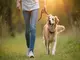 laisse-pour-chien-qui-sattache-a-la-taille-liberte-et-confort-pour-vos-promenades