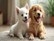 le-comportement-homosexuel-chez-les-animaux-ce-que-disent-les-etudes