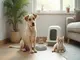 les-animaux-de-compagnie-et-leur-impact-sur-la-pollution