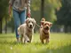 les-avantages-pratiques-d-une-laisse-chien-double-attache-pour-votre-quotidien