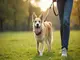 longe-chien-solide-securite-et-durabilite-pour-vos-promenades