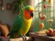 perroquet-meyer-caractere-alimentation-et-astuces-d-elevage