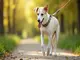 pourquoi-choisir-une-laisse-chien-martin-sellier-pour-vos-balades