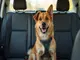 pourquoi-opter-pour-une-laisse-chien-ceinture-lors-des-voyages