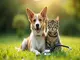 pourquoi-souscrire-a-une-mutuelle-pour-la-sante-de-vos-animaux