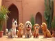 quels-sont-les-animaux-de-compagnie-les-plus-populaires-au-maroc