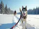 tout-savoir-sur-la-laisse-ideale-pour-votre-chien-de-traineau