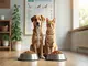 tout-savoir-sur-la-nutrition-animal-pak-pour-une-sante-optimale