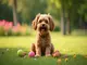 tout-savoir-sur-le-chien-griffon-education-sante-et-conseils