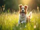 tout-savoir-sur-le-chien-irlandais-histoire-caractere-et-soins