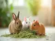 tout-savoir-sur-le-foin-comme-aliment-essentiel-pour-les-animaux