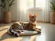 tout-sur-le-chat-leopard-beaute-caractere-et-legislation