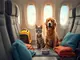 voyager-en-avion-avec-vos-animaux-de-compagnie-tout-ce-que-vous-devez-savoir